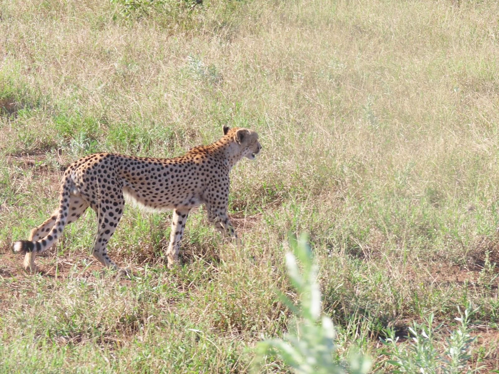 Masorini Bush Lodge, Cheetah, Mammal, Animal, Big Cat, Predator