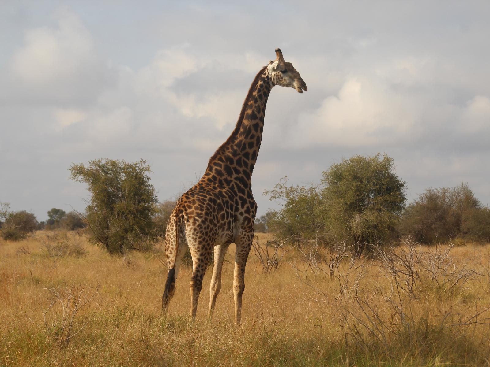 Masorini Bush Lodge, Giraffe, Mammal, Animal, Herbivore