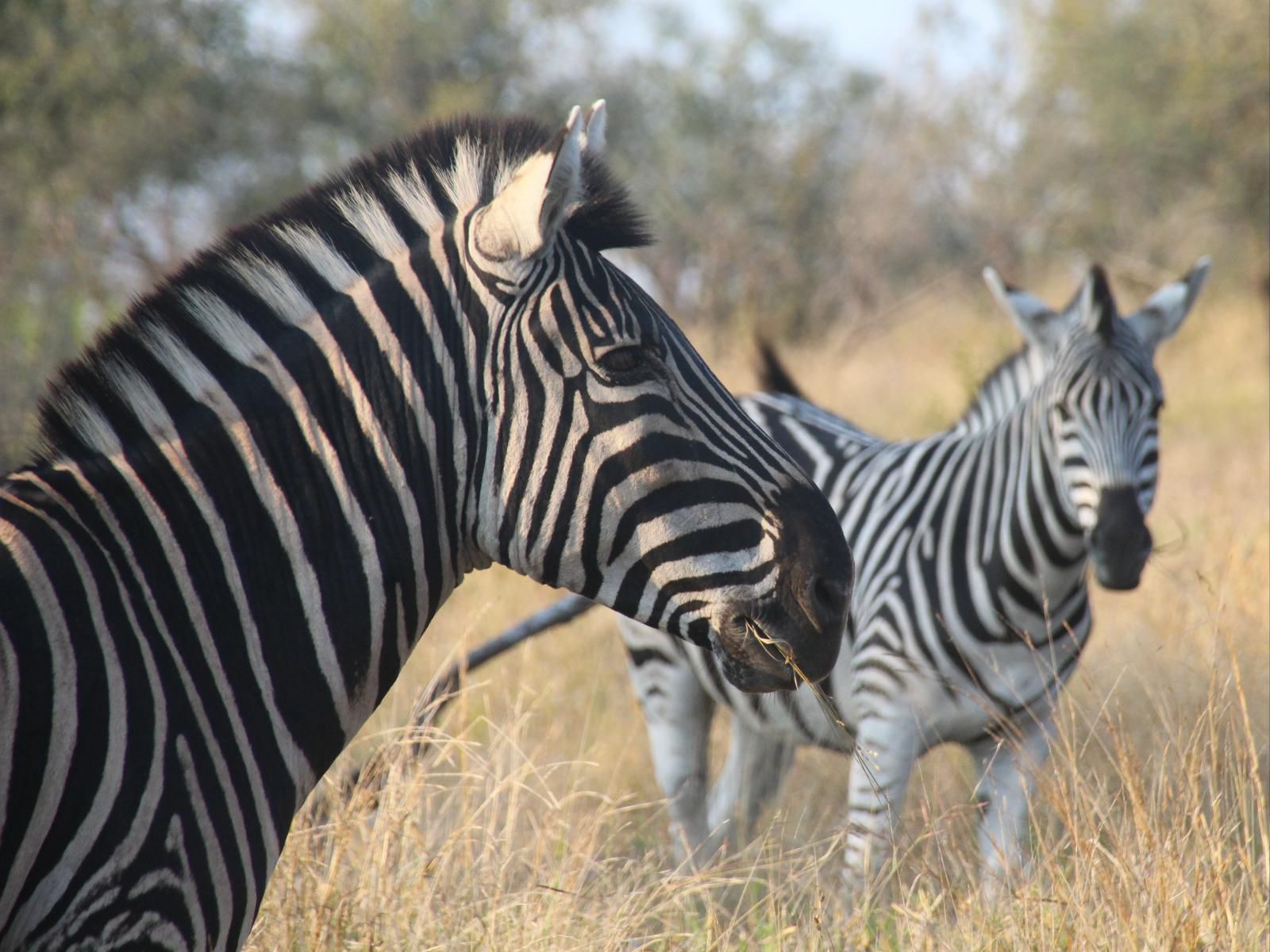 Masorini Bush Lodge, Zebra, Mammal, Animal, Herbivore