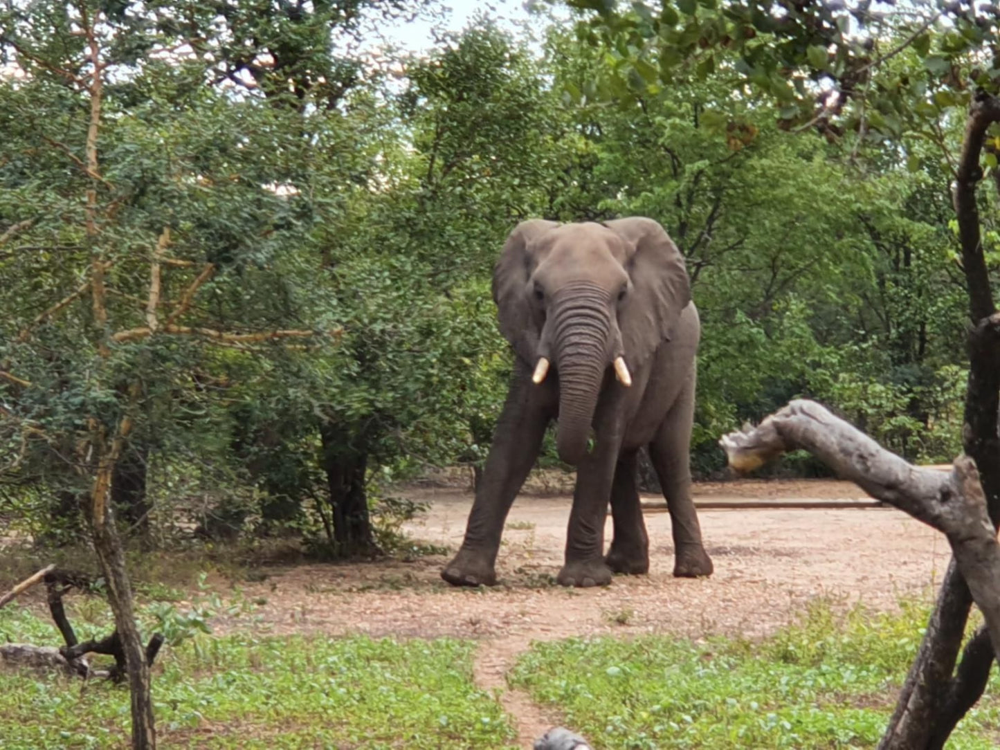 Masorini Bush Lodge, Elephant, Mammal, Animal, Herbivore