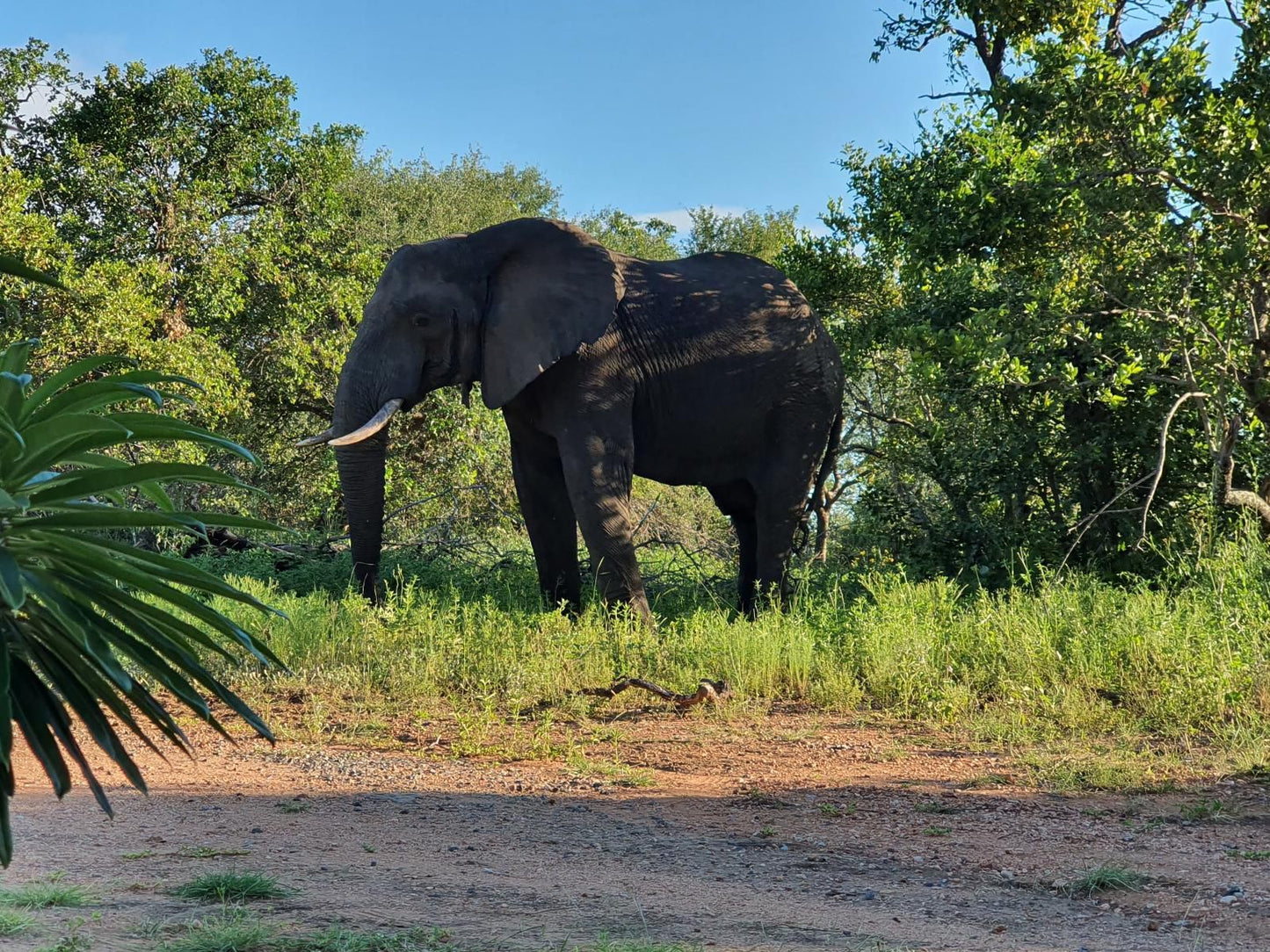 Masorini Bush Lodge, Elephant, Mammal, Animal, Herbivore