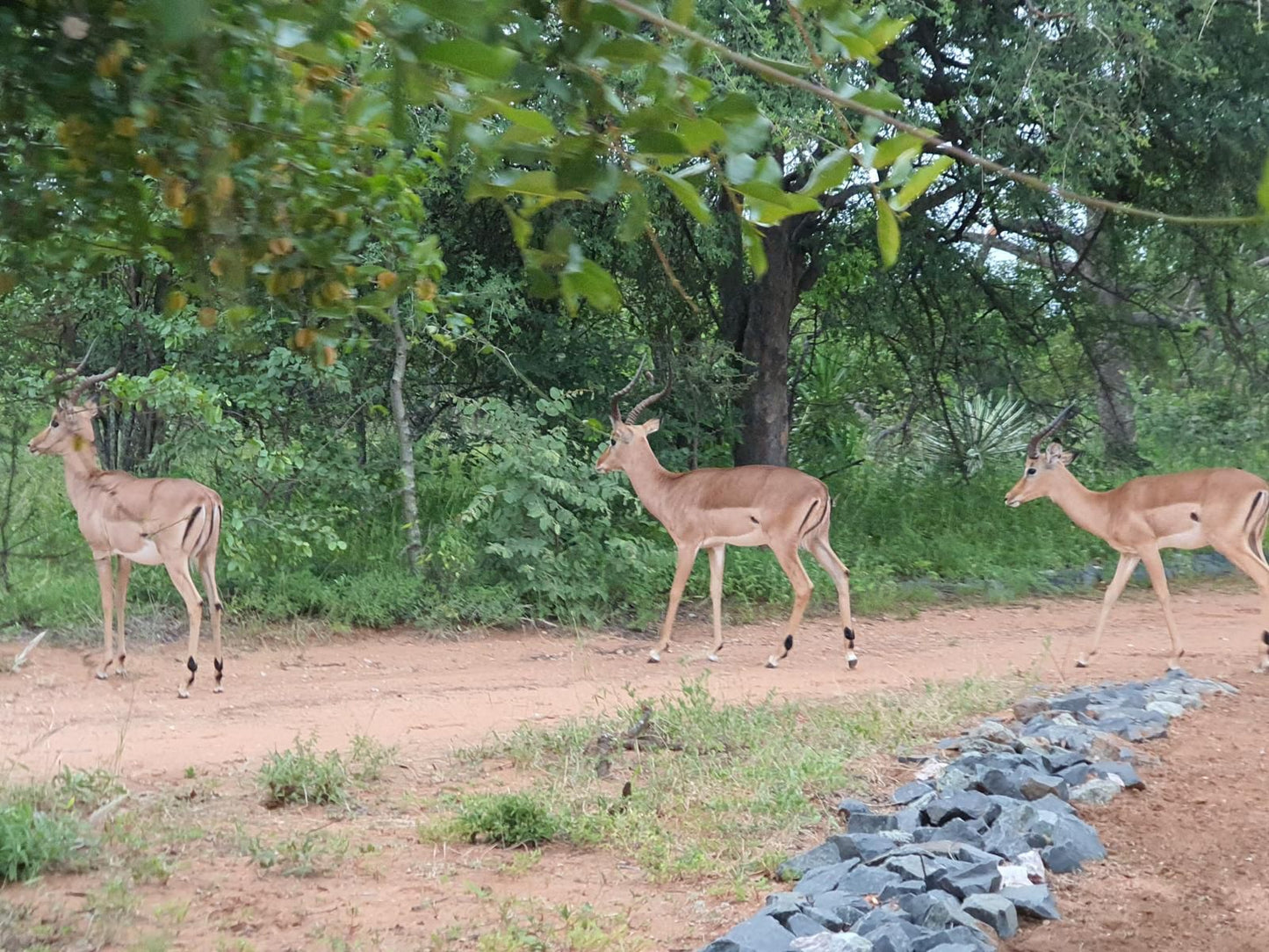 Masorini Bush Lodge, Deer, Mammal, Animal, Herbivore