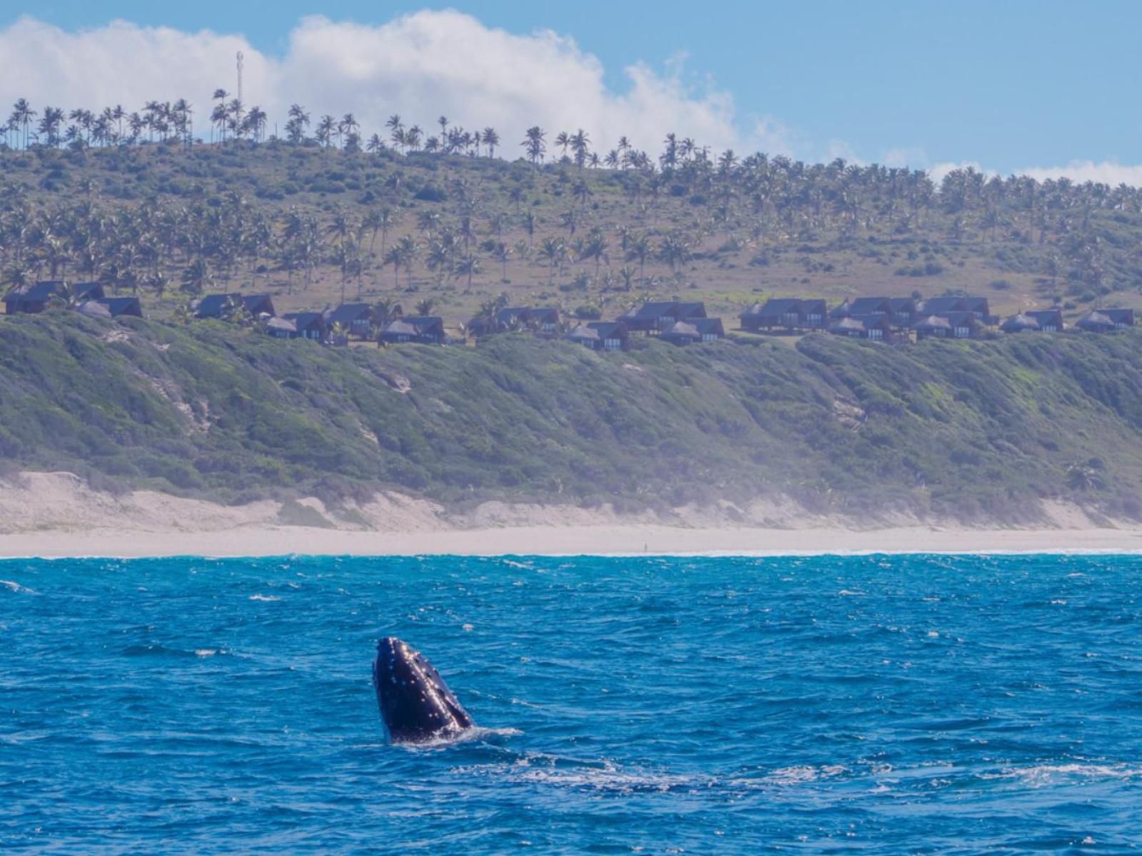 Massinga Beach Lodge, Whale, Marine Animal, Animal