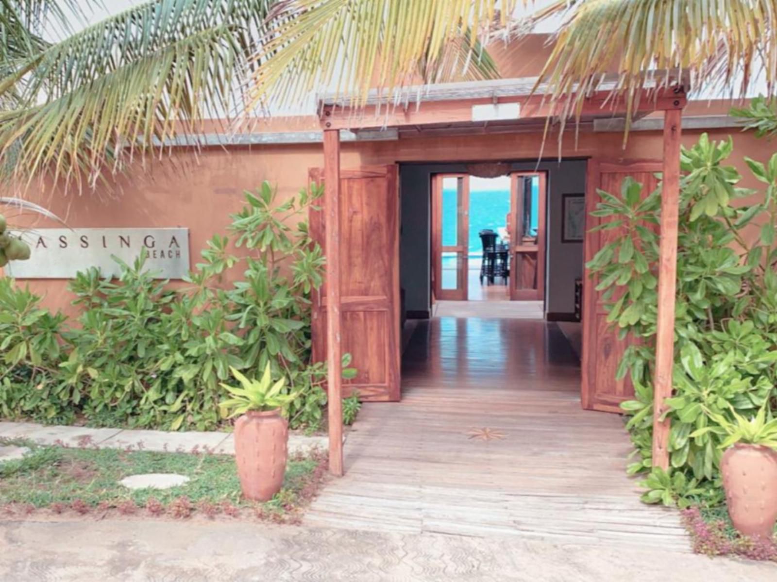 Massinga Beach Lodge, Palm Tree, Plant, Nature, Wood