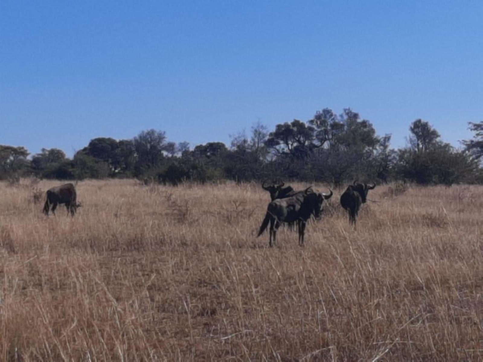 Matalatala Wildlife Reserve Cullinan Gauteng South Africa Animal, Lowland, Nature