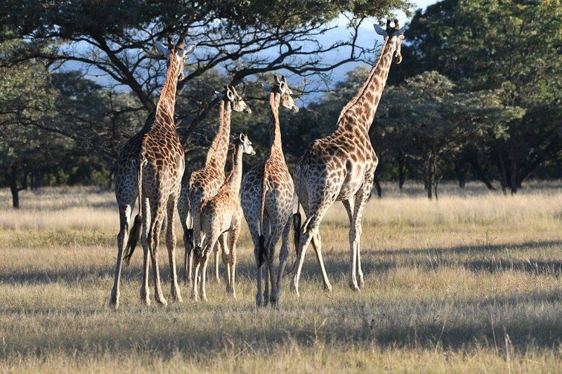 Matamba Bush Campsite Vaalwater Limpopo Province South Africa Giraffe, Mammal, Animal, Herbivore