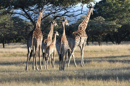 Matamba Bush Campsite Vaalwater Limpopo Province South Africa Giraffe, Mammal, Animal, Herbivore