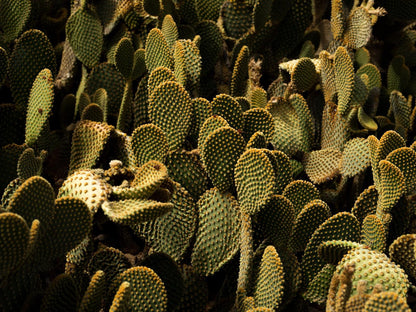 Matjiesvlei Cottages Calitzdorp Western Cape South Africa Cactus, Plant, Nature