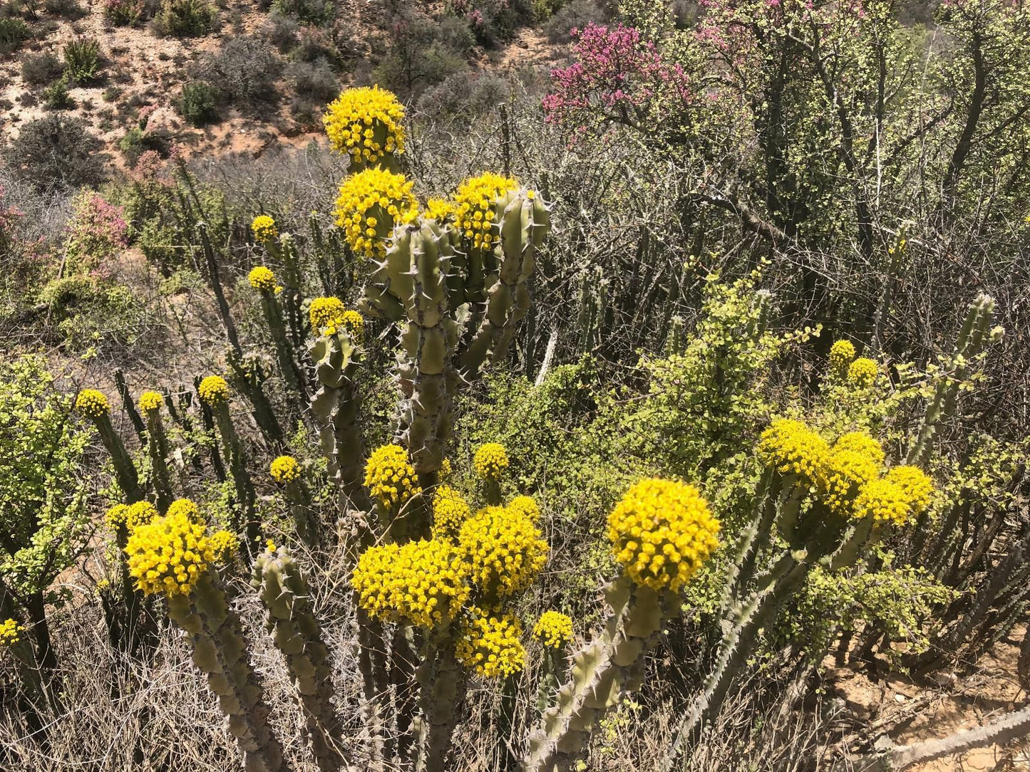 Matjiesvlei Cottages Calitzdorp Western Cape South Africa Cactus, Plant, Nature