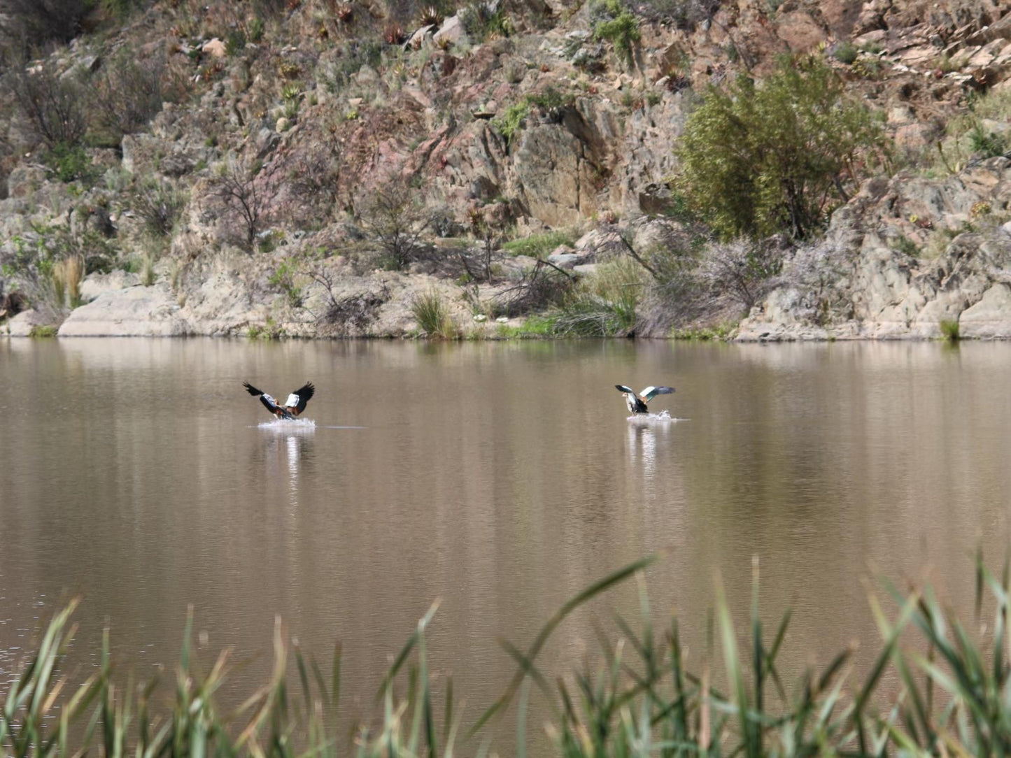 Matjiesvlei Cottages Calitzdorp Western Cape South Africa Unsaturated, Bird, Animal, Lake, Nature, Waters, River