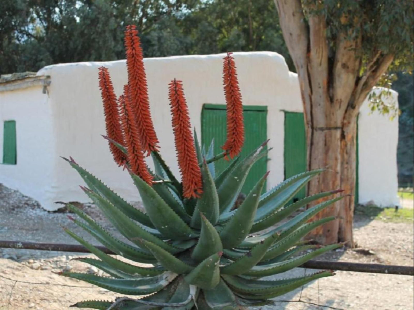 Matjiesvlei Guest Farm Calitzdorp Western Cape South Africa Cactus, Plant, Nature