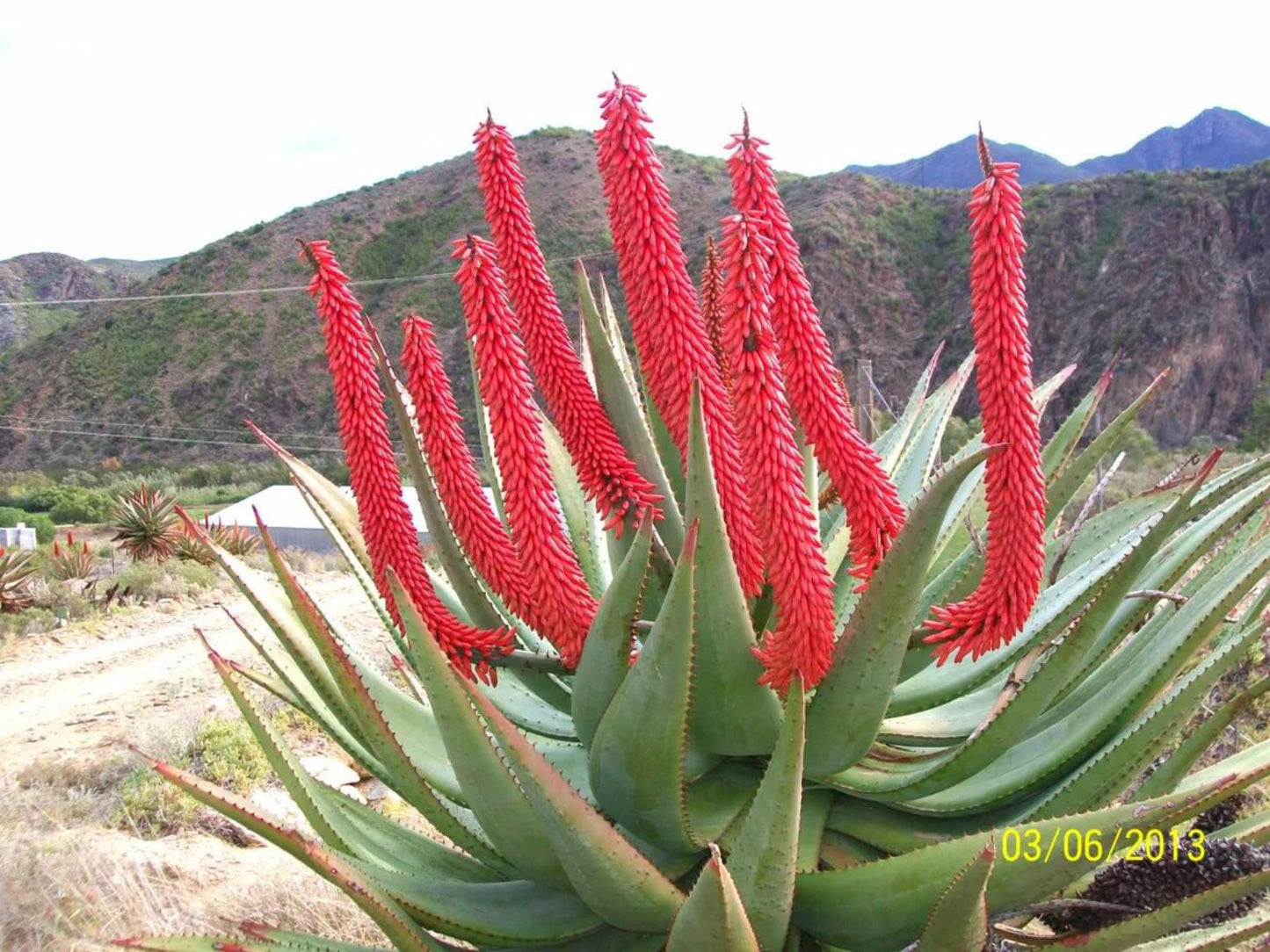 Matjiesvlei Guest Farm Calitzdorp Western Cape South Africa Cactus, Plant, Nature