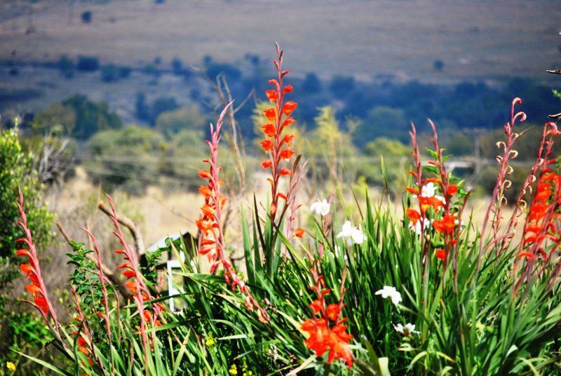 Matlapa Lodge Magaliesburg Gauteng South Africa Field, Nature, Agriculture, Meadow, Plant