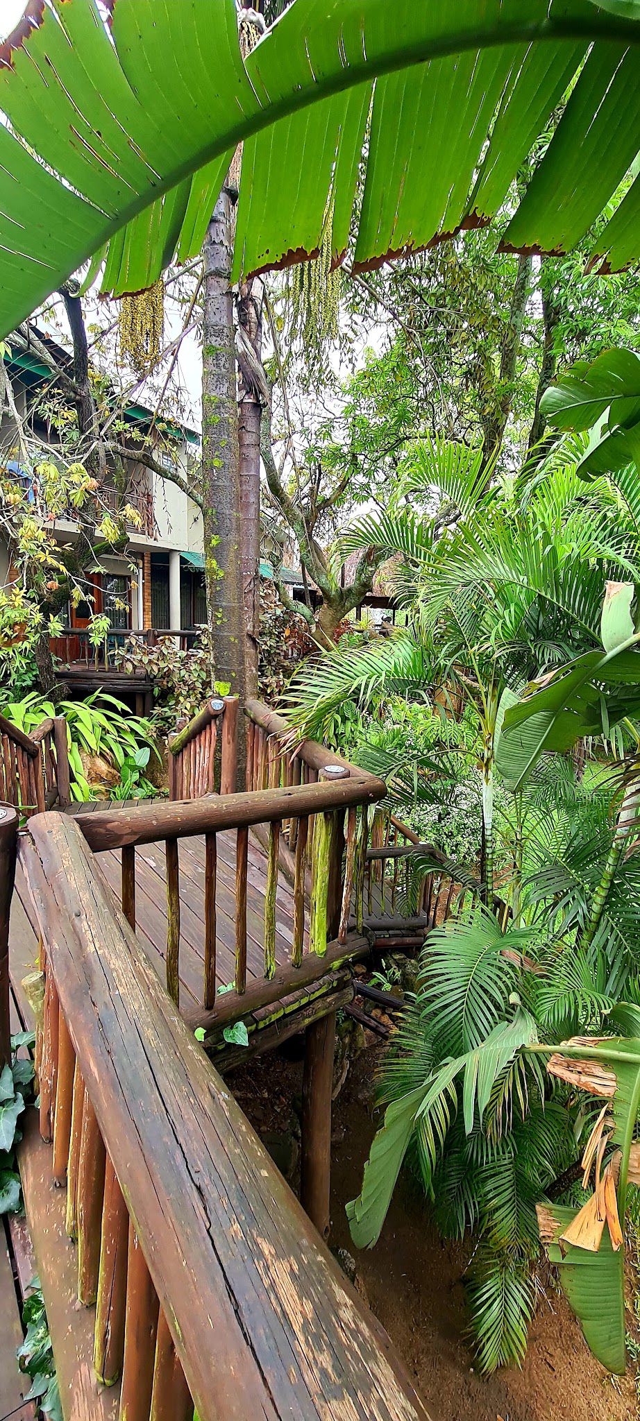 Matopos Lodge Nelspruit Mpumalanga South Africa Palm Tree, Plant, Nature, Wood, Garden