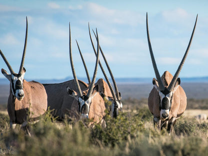 Mattanu Private Game Reserve Barkly West Northern Cape South Africa Complementary Colors, Animal