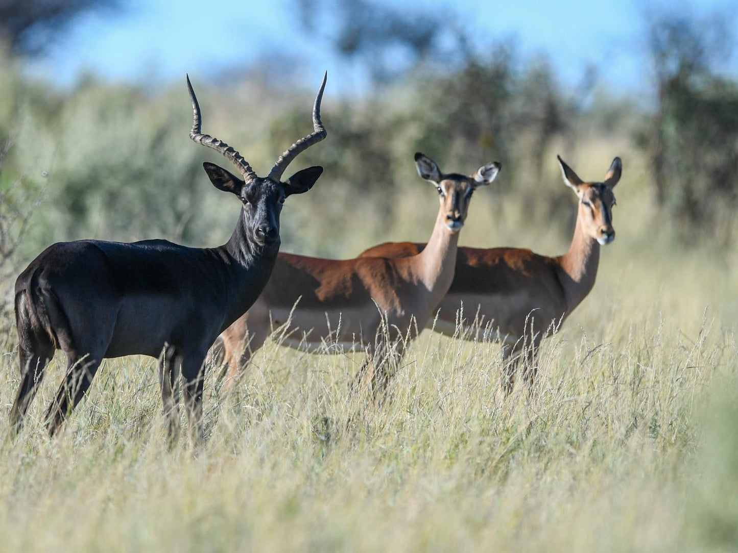 Mattanu Private Game Reserve Barkly West Northern Cape South Africa Animal