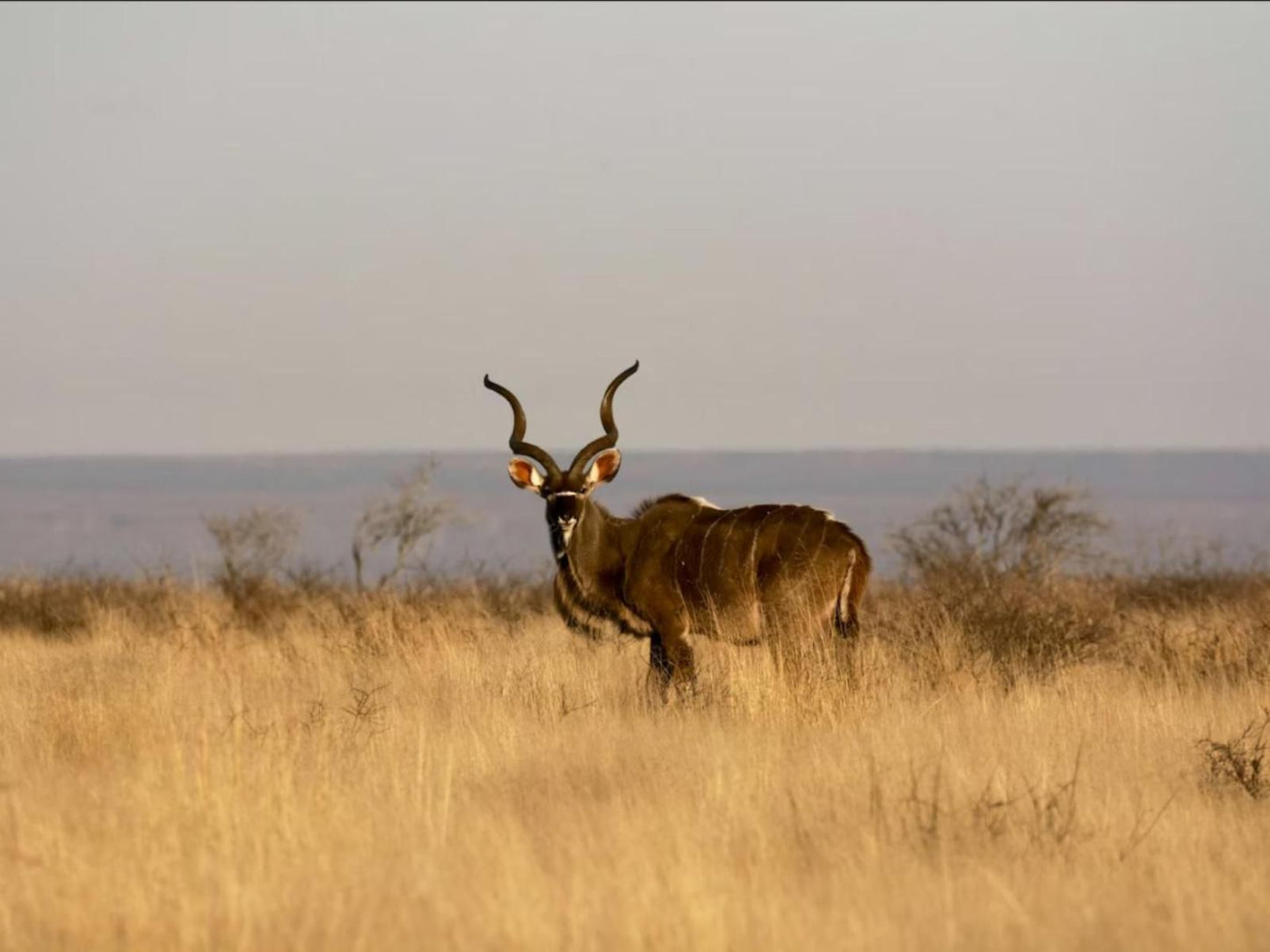 Mattanu Private Game Reserve Barkly West Northern Cape South Africa Animal