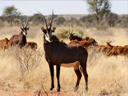 Mattanu Private Game Reserve Barkly West Northern Cape South Africa Animal