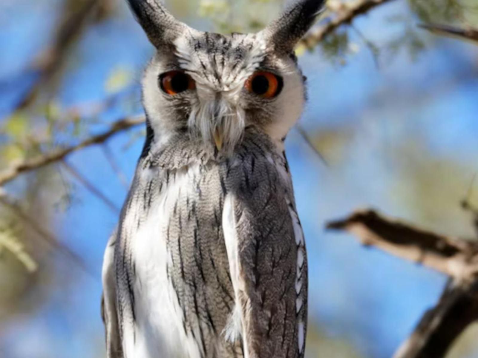 Mattanu Private Game Reserve Barkly West Northern Cape South Africa Owl, Bird, Animal, Predator