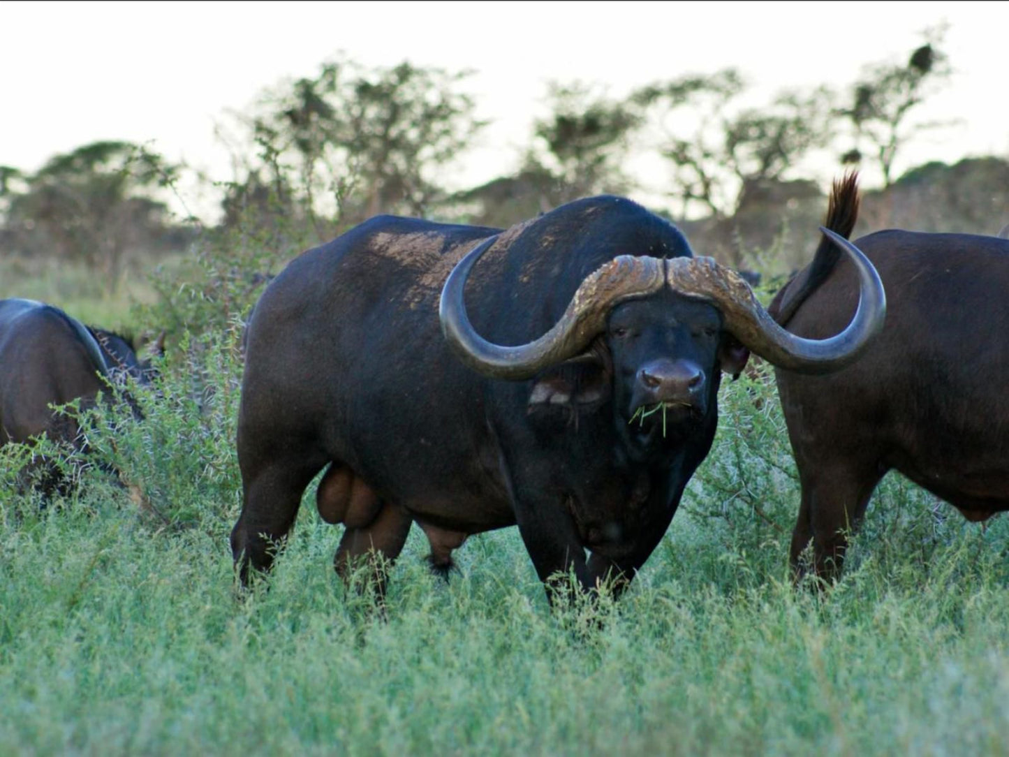 Mattanu Private Game Reserve Barkly West Northern Cape South Africa Water Buffalo, Mammal, Animal, Herbivore