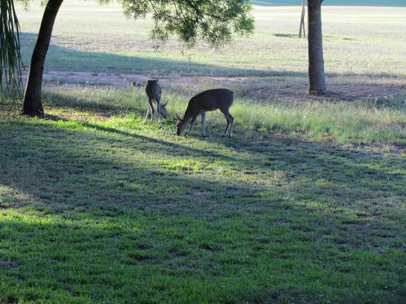 Matumi Golf Lodge Nelspruit Mpumalanga South Africa Deer, Mammal, Animal, Herbivore