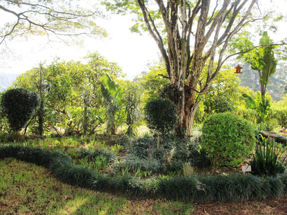 Matusadona Guest Lodge, Plant, Nature, Tree, Wood, Garden