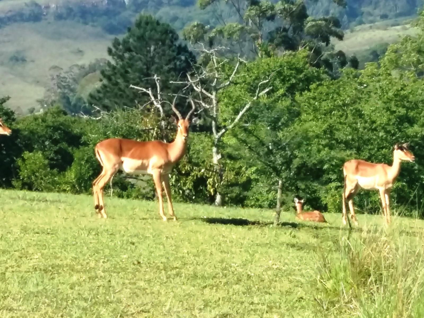 Matusadona Guest Lodge, Deer, Mammal, Animal, Herbivore, Meadow, Nature