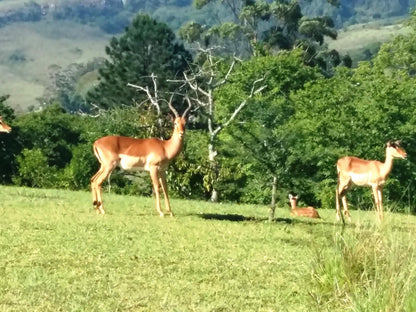 Matusadona Guest Lodge, Deer, Mammal, Animal, Herbivore, Meadow, Nature