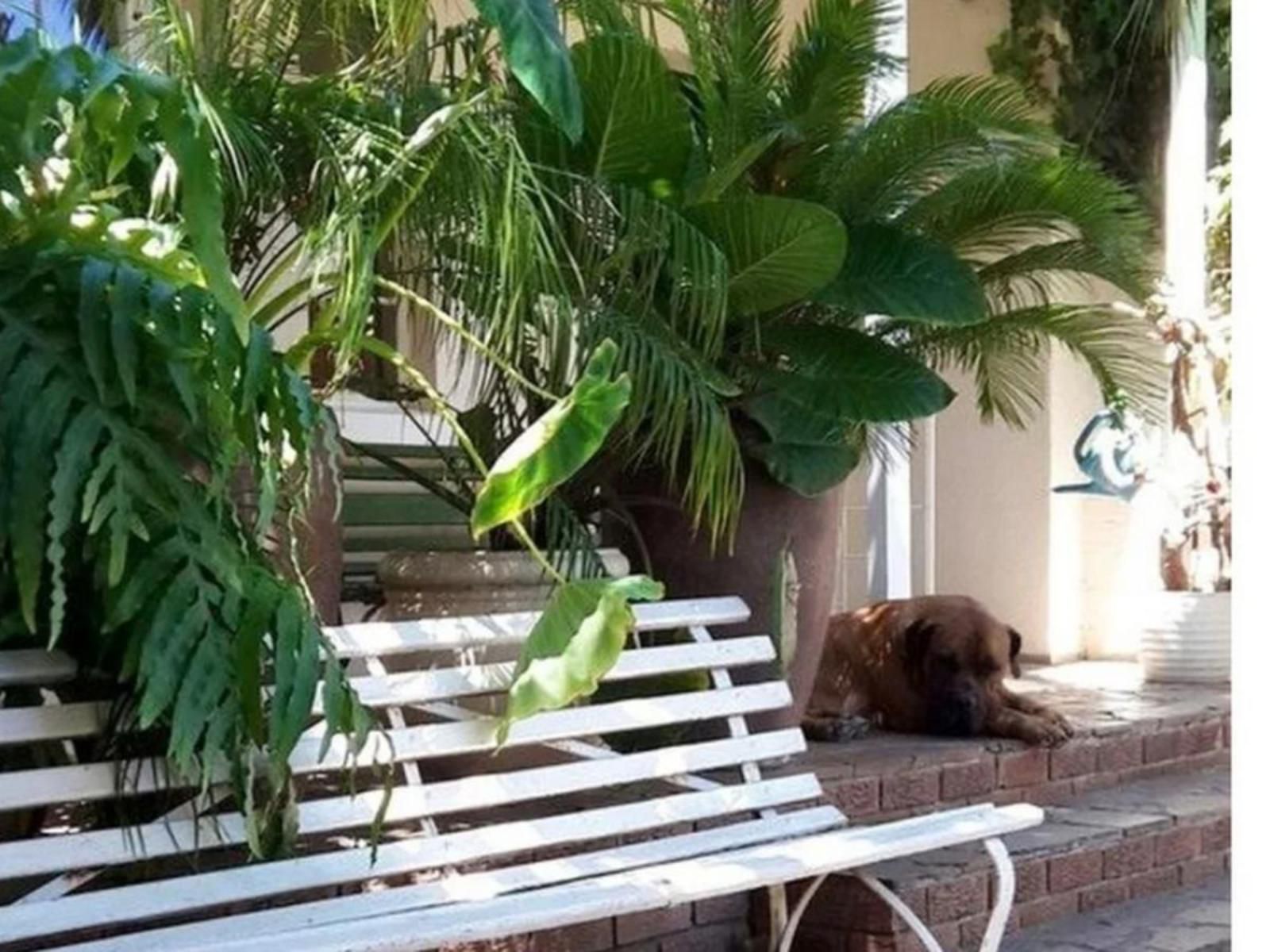 Mavilla Stellenbosch Guest House Stellenbosch Western Cape South Africa Bear, Mammal, Animal, Predator, Palm Tree, Plant, Nature, Wood