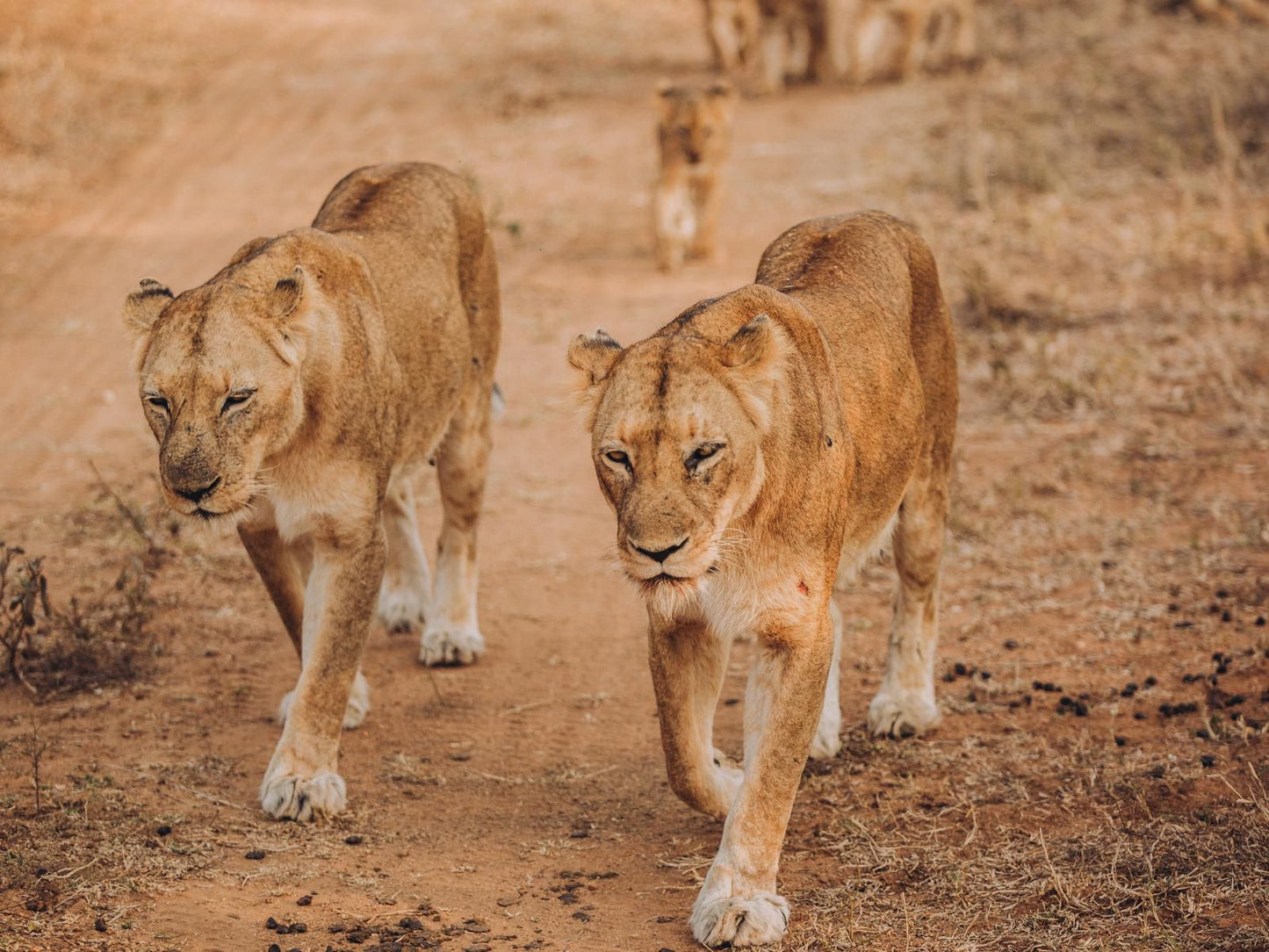 Maya Manor Hoedspruit Limpopo Province South Africa Sepia Tones, Lion, Mammal, Animal, Big Cat, Predator