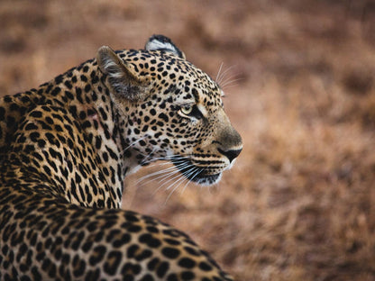 Maya Manor Hoedspruit Limpopo Province South Africa Leopard, Mammal, Animal, Big Cat, Predator