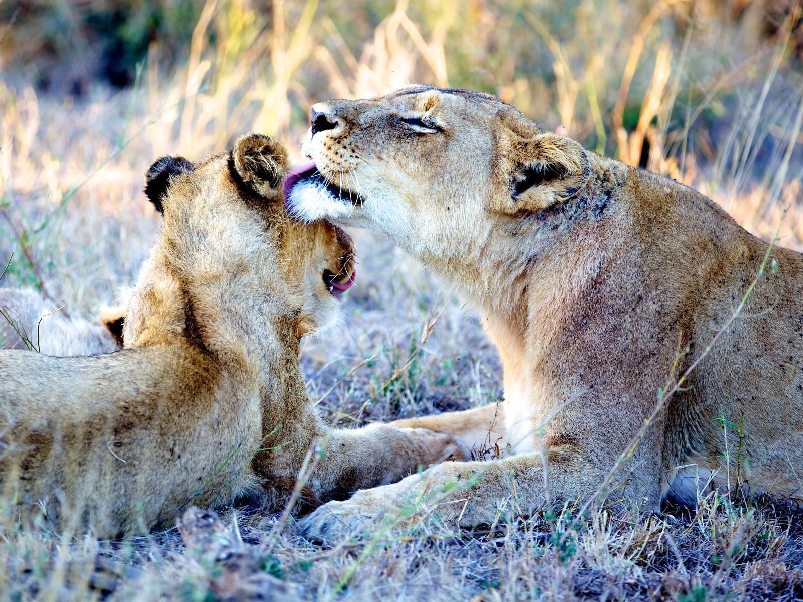 Maya Manor Hoedspruit Limpopo Province South Africa Lion, Mammal, Animal, Big Cat, Predator