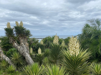 Mazeppa Sunrise Beach Accommodation, Beach, Nature, Sand, Palm Tree, Plant, Wood