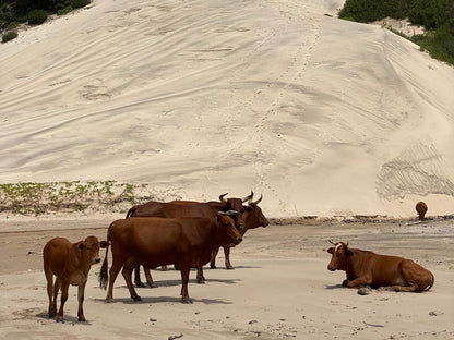 Mazeppa Sunrise Beach Accommodation, Sepia Tones, Cow, Mammal, Animal, Agriculture, Farm Animal, Herbivore