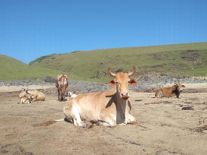 Mazeppa Sunrise Beach Accommodation, Cow, Mammal, Animal, Agriculture, Farm Animal, Herbivore