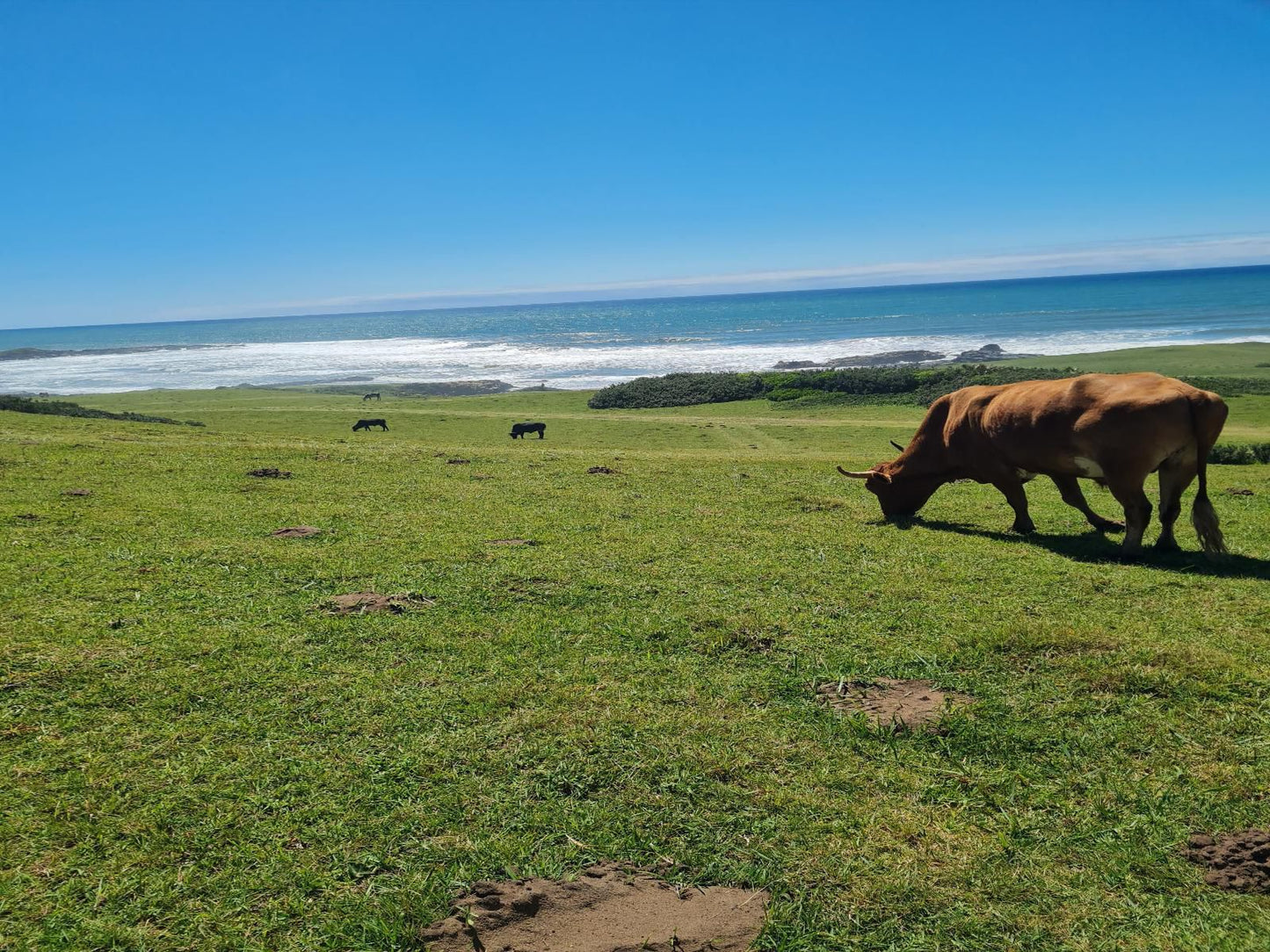 Mazeppa Sunrise Beach Accommodation, Beach, Nature, Sand, Animal