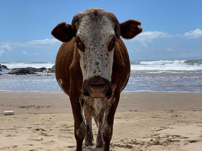 Mazeppa Sunrise Beach Accommodation, Cow, Mammal, Animal, Agriculture, Farm Animal, Herbivore, Beach, Nature, Sand