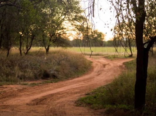 Mazunga Tented Camp Gravelotte Limpopo Province South Africa Forest, Nature, Plant, Tree, Wood, Lowland