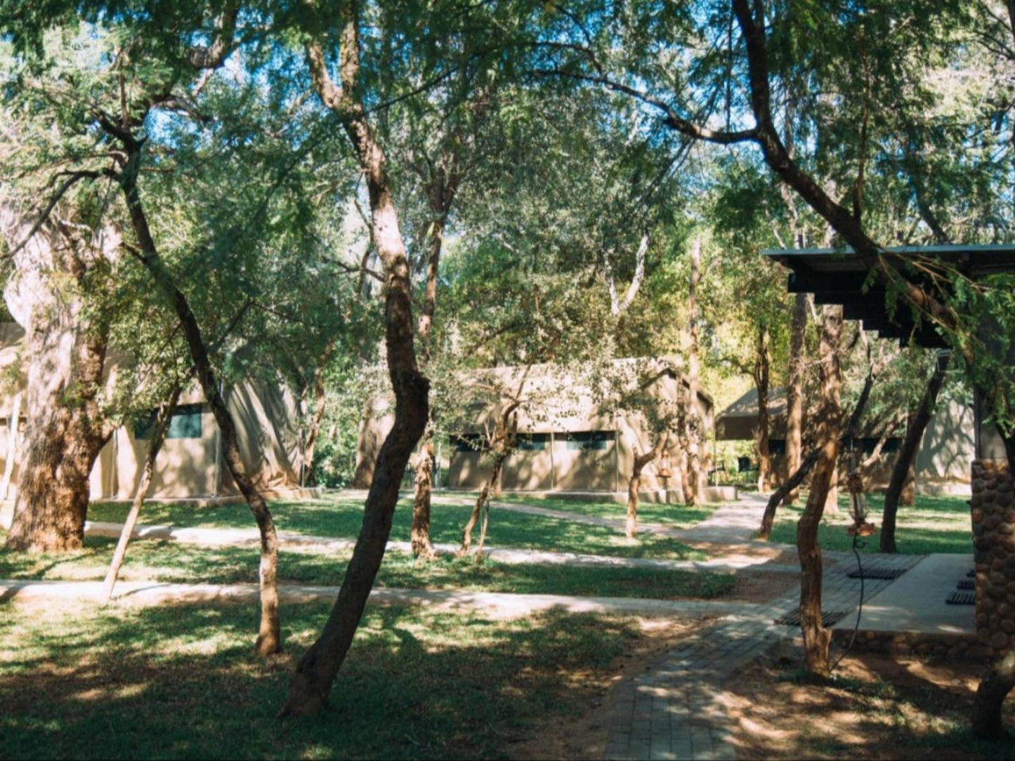 Mazunga Tented Camp Gravelotte Limpopo Province South Africa Plant, Nature, Tree, Wood