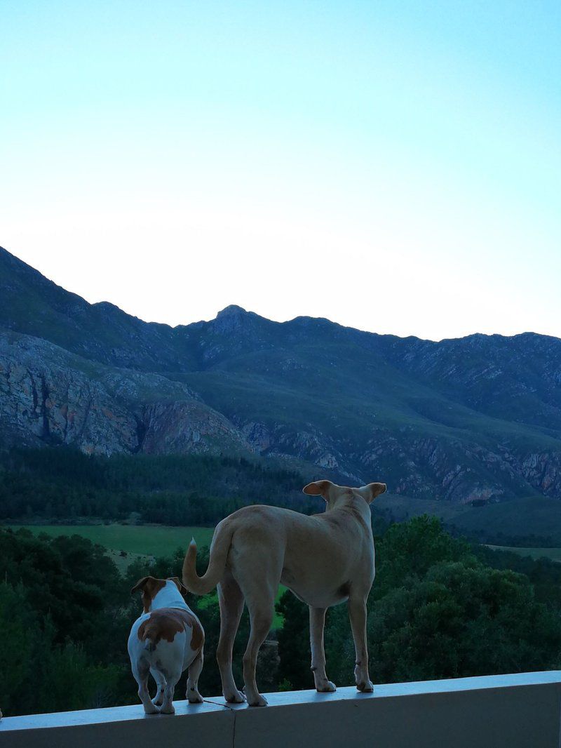 Mazwil Retreat Ashton Western Cape South Africa Dog, Mammal, Animal, Pet, Mountain, Nature, Highland