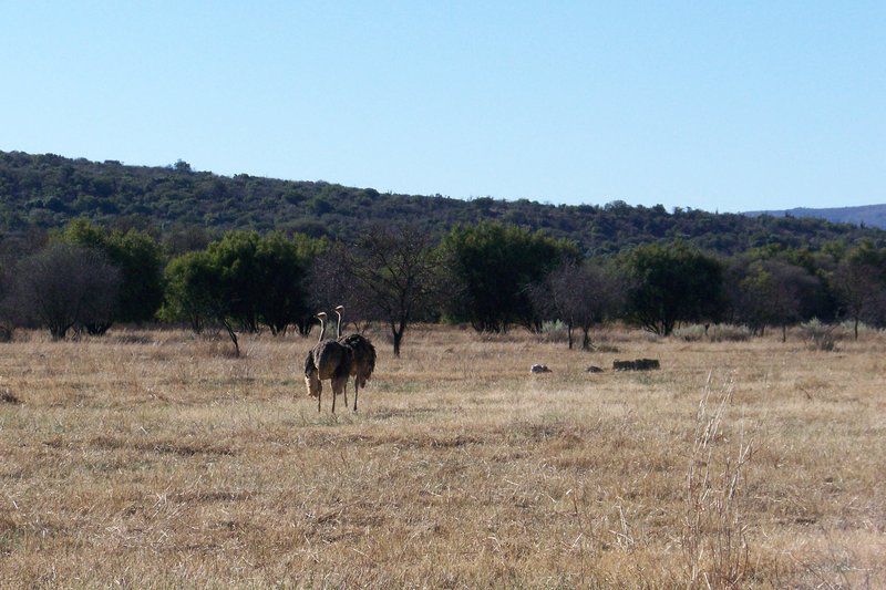 Mbewa Cabins B And B And Self Catering Zeerust North West Province South Africa Complementary Colors, Animal, Lowland, Nature