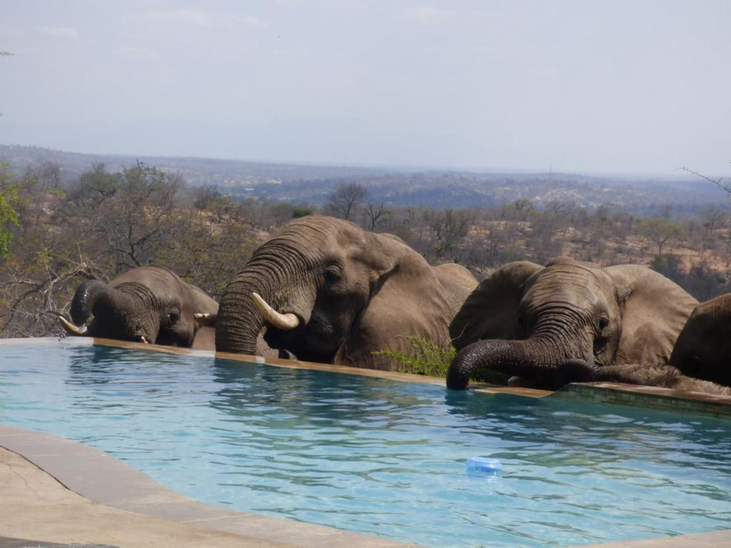 Mbizi Bush Lodge Balule Nature Reserve Mpumalanga South Africa Elephant, Mammal, Animal, Herbivore