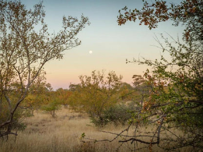 Mbizi Bush Lodge Balule Nature Reserve Mpumalanga South Africa Lowland, Nature, Moon