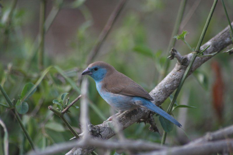 Mcgregor Blue Marloth Park Mpumalanga South Africa Unsaturated, Bird, Animal