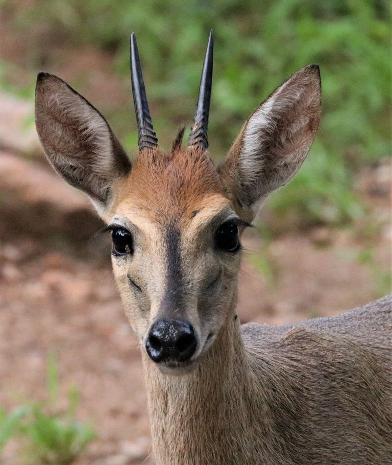 Mcgregor Blue Marloth Park Mpumalanga South Africa Deer, Mammal, Animal, Herbivore