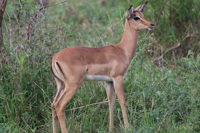 Mcgregor Blue Marloth Park Mpumalanga South Africa Deer, Mammal, Animal, Herbivore
