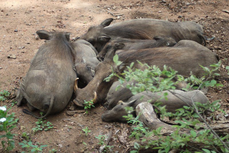 Mcgregor Blue Marloth Park Mpumalanga South Africa Water Buffalo, Mammal, Animal, Herbivore