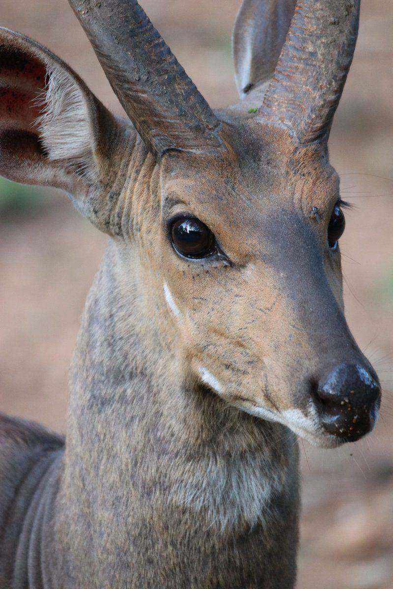 Mcgregor Blue Marloth Park Mpumalanga South Africa Unsaturated, Deer, Mammal, Animal, Herbivore