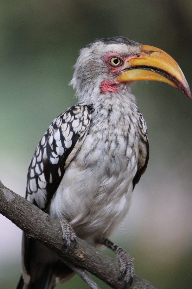 Mcgregor Blue Marloth Park Mpumalanga South Africa Unsaturated, Vulture, Bird, Animal