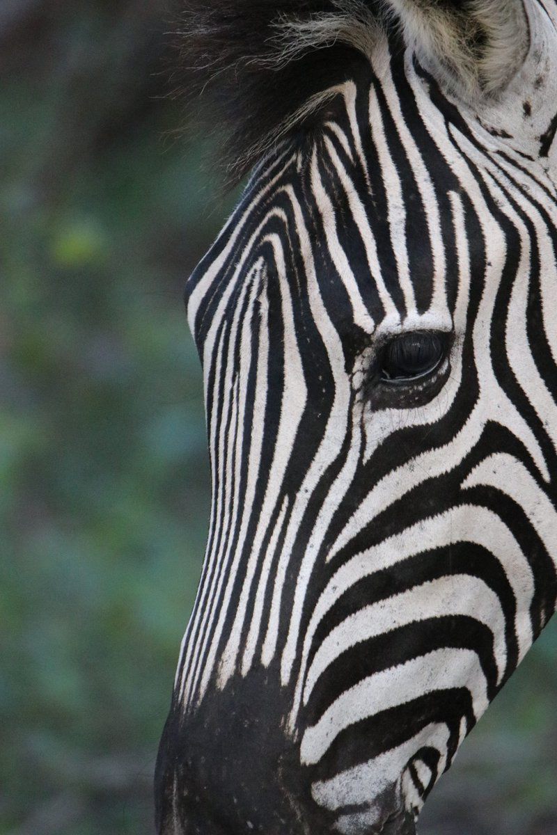 Mcgregor Blue Marloth Park Mpumalanga South Africa Unsaturated, Zebra, Mammal, Animal, Herbivore